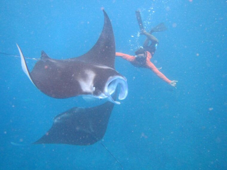 from-nusa-penida-3-spots-snorkeling-tour-with-manta-rays