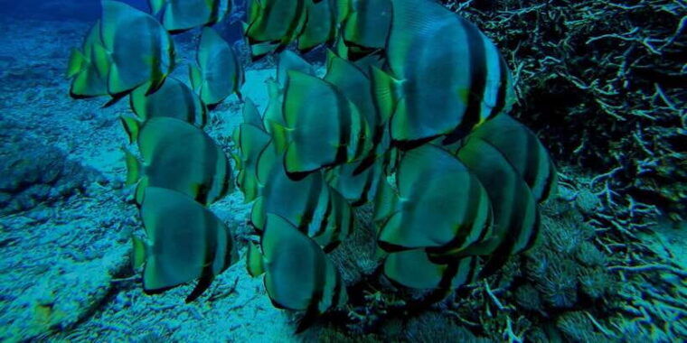 from-nusa-penida-3-spots-snorkeling-tour-with-manta-rays