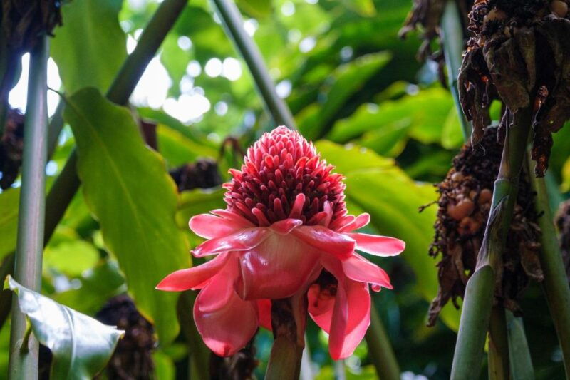 from-oahu-kauai-waimea-canyon-and-kokee-state-park-tour
