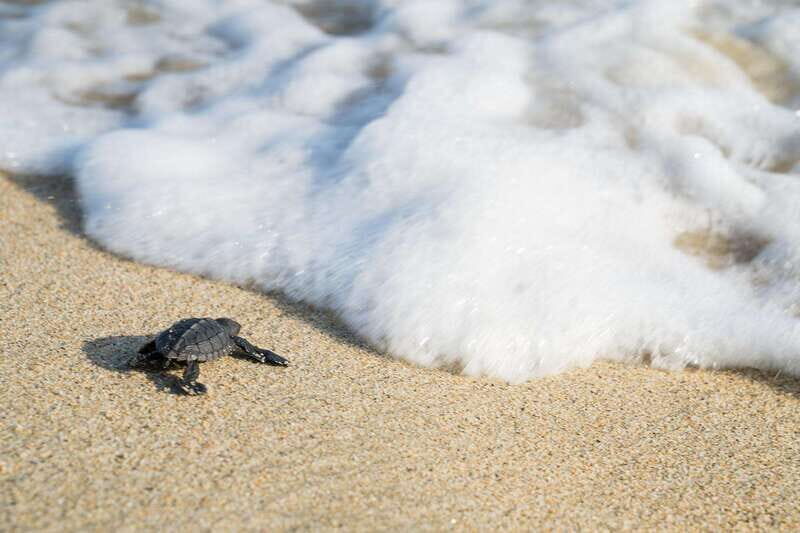 From Oaxaca: One day in Puerto Escondido - Final Thoughts