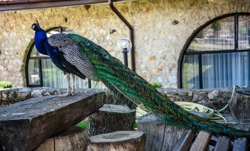 From Ohrid: Full day Boat Trip to the Monastery of St. Naum - Authentic Experiences as Highlighted by Reviews
