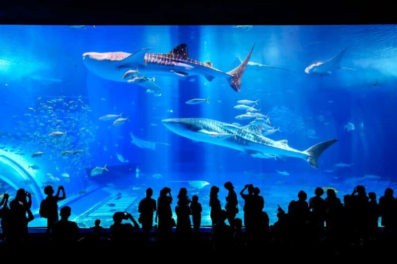 From Okinawa: Churaumi Aquarium & Cape Manzamo 1-Day Tour - Discovering Okinawa in a Single Day