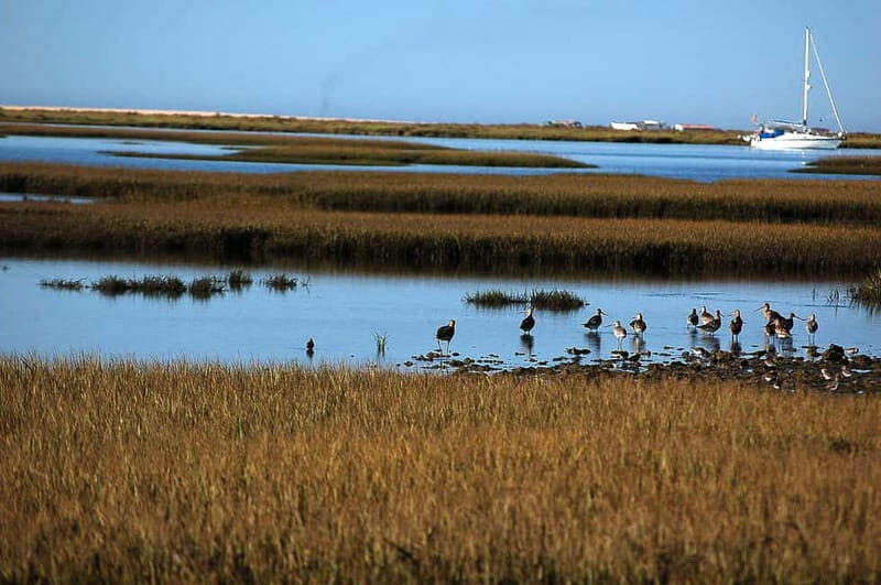From Olhão: Ria Formosa & Culatra Island 3.5-Hour Boat Trip - The Sum Up