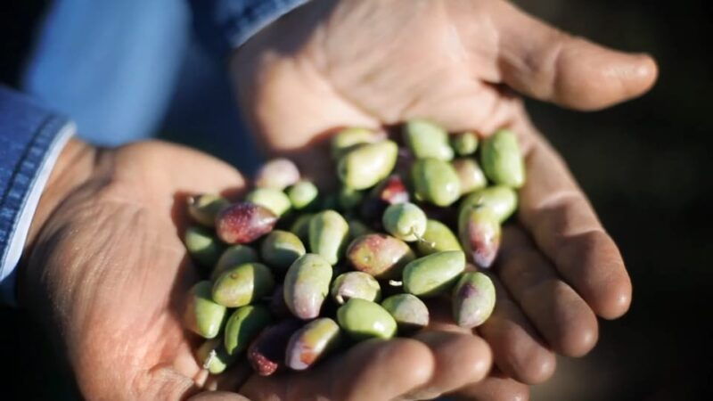 from-olive-to-oil-harvesting-and-visit-to-oil-mill-with-tasting