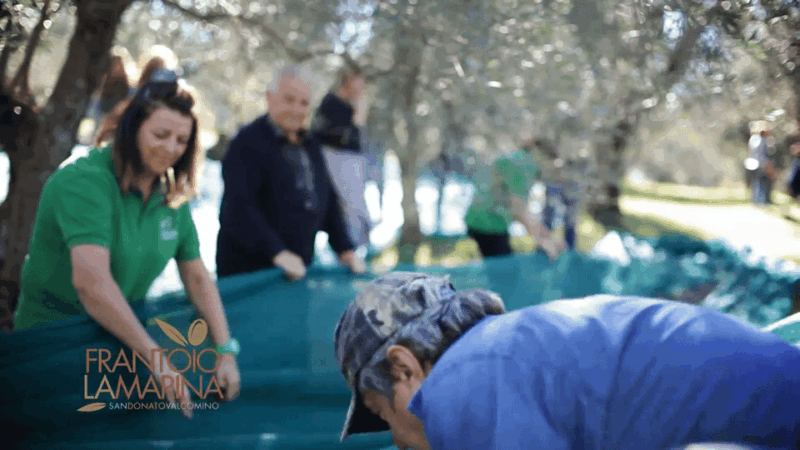 from-olive-to-oil-harvesting-and-visit-to-oil-mill-with-tasting