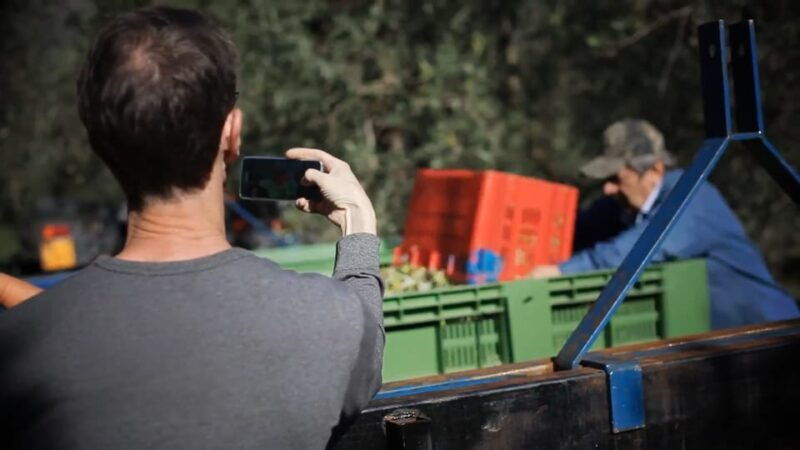 from-olive-to-oil-harvesting-and-visit-to-oil-mill-with-tasting