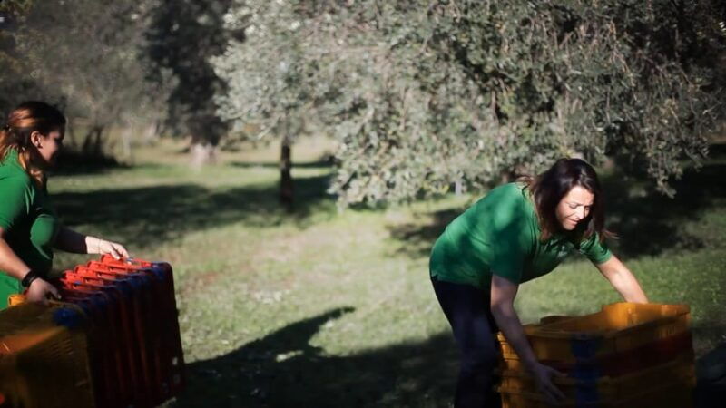 from-olive-to-oil-harvesting-and-visit-to-oil-mill-with-tasting