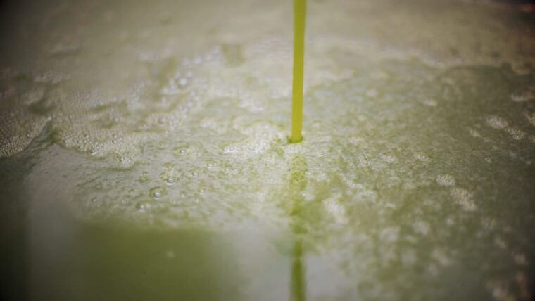 from-olive-to-oil-harvesting-and-visit-to-oil-mill-with-tasting