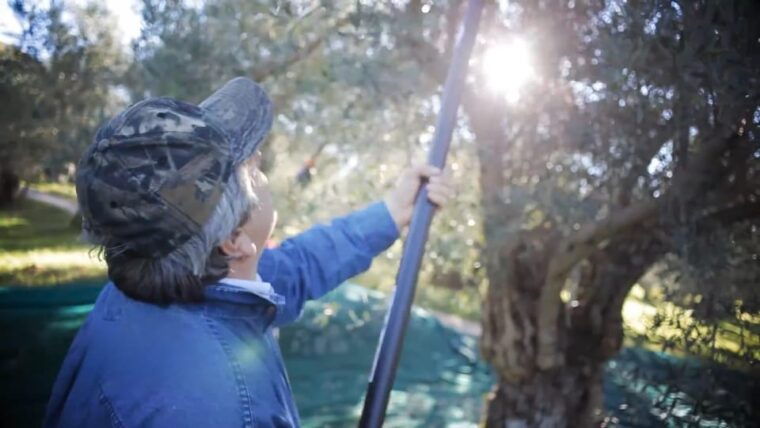 from-olive-to-oil-harvesting-and-visit-to-oil-mill-with-tasting