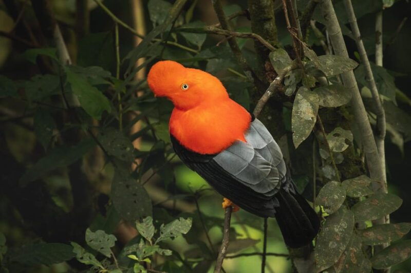 from-ollantaytambo-machu-picchu-birding-private-tour