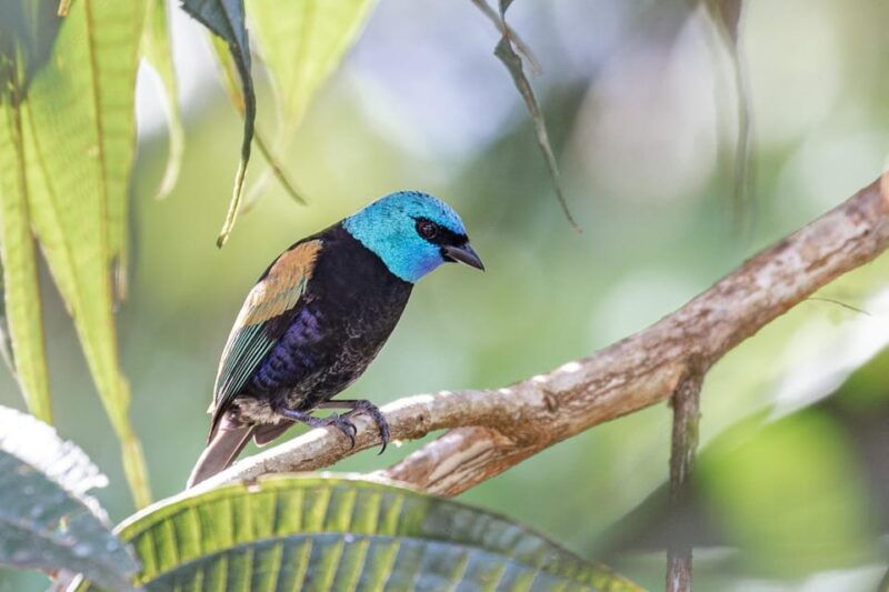 from-ollantaytambo-machu-picchu-birding-private-tour