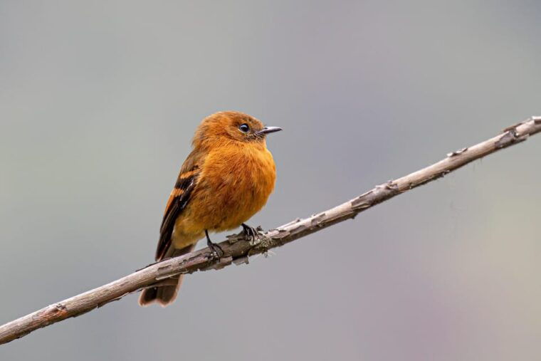 from-ollantaytambo-machu-picchu-birding-private-tour