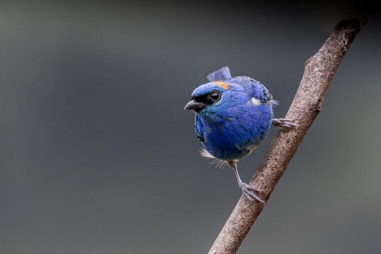 from-ollantaytambo-machu-picchu-birding-private-tour