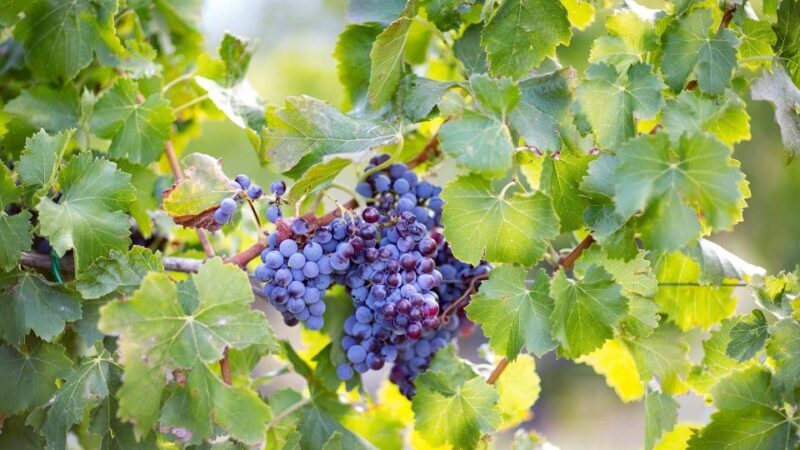 From Orosei: Archaeology, Wine Tasting & Landscapes Tour - How This Tour Adds Value