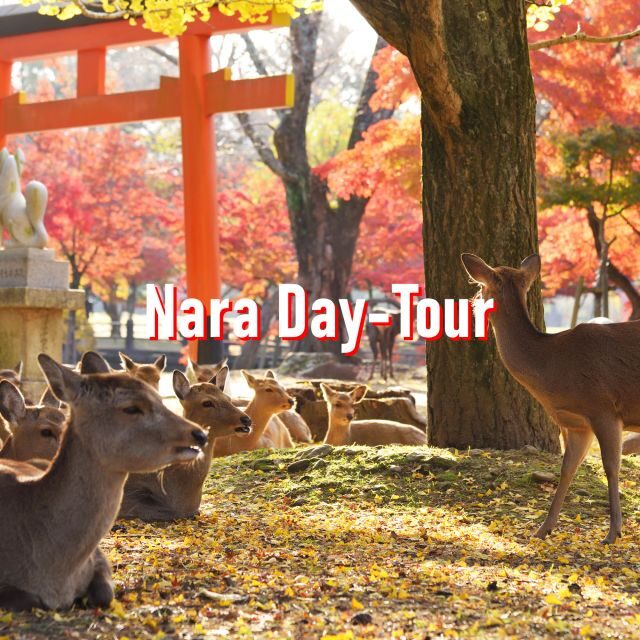 From Osaka: 10-hour Private Customized Tour to Nara - Key Points