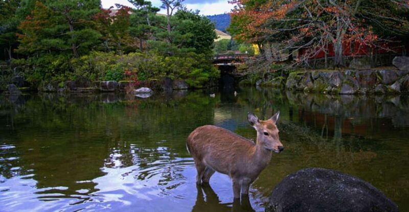 From Osaka: 10-hour Private Day Tour to Kyoto and Nara - Exploring the Itinerary in Detail