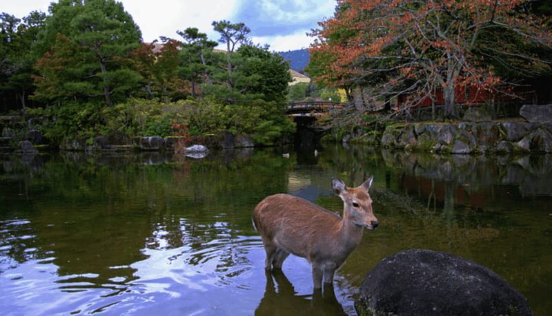 From Osaka: 10-hour Private Day Tour to Kyoto and Nara - Who Will Love This Tour?