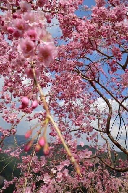 From Osaka: 2-Day Kansai World Expo Tour with Accommodation - What is Included and What to Expect