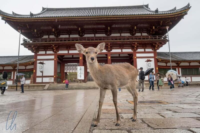 From Osaka: Himeji, Kobe and Nara trip - Who Should Consider This Tour?