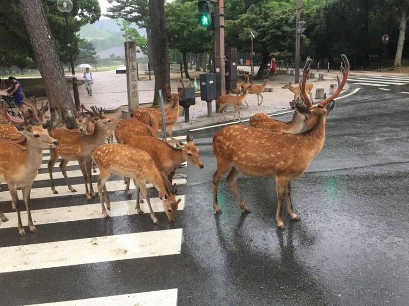 from-osaka-kyoto-and-nara-1-day-trip