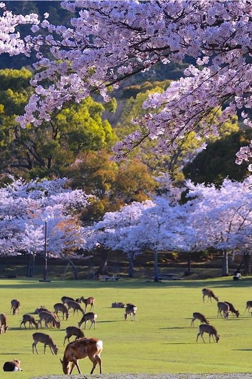 from-osaka-kyoto-and-nara-1-day-trip