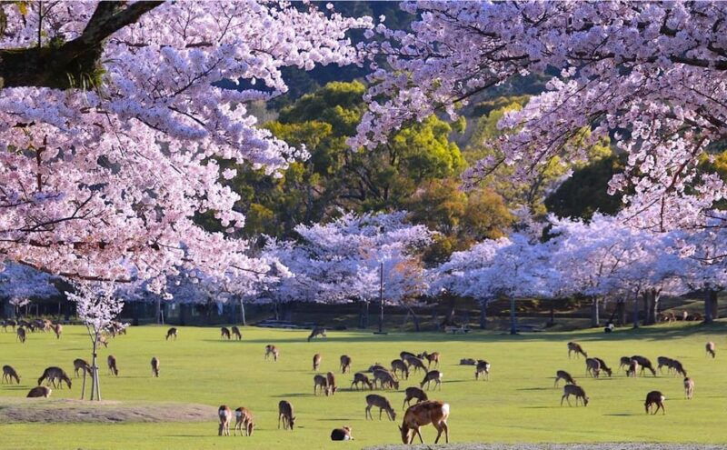 from-osaka-kyoto-and-nara-1-day-trip