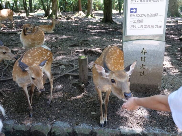 from-osaka-kyoto-and-nara-1-day-trip