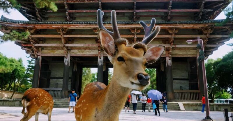 from-osaka-kyoto-and-nara-day-tour-with-deer-sightings-2
