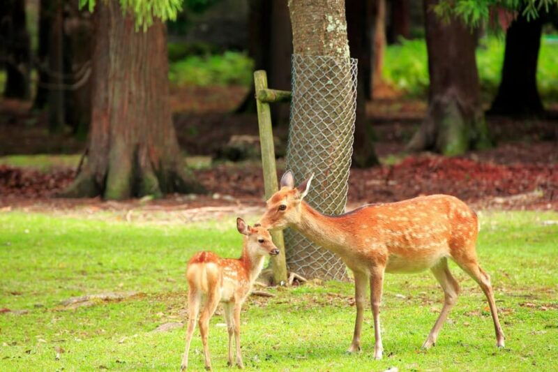 from-osaka-kyoto-and-nara-heritage-and-natural-wonders-tour