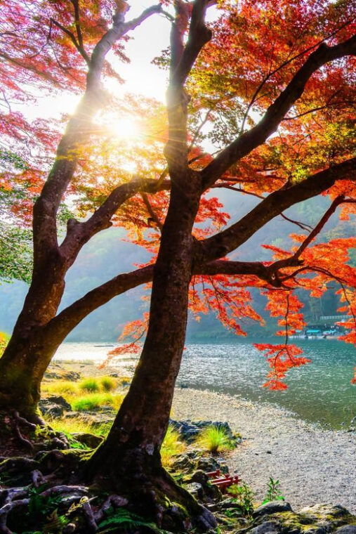 from-osaka-kyoto-and-nara-heritage-and-natural-wonders-tour