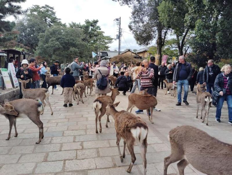From Osaka/Kyoto: Kinkakuji, Arashiyama, FushimiInari, Nara - Final Thoughts