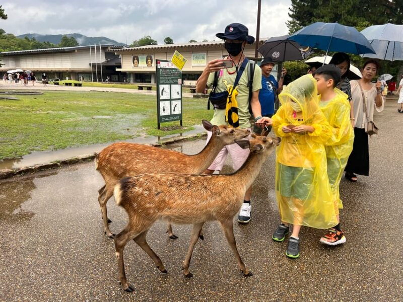 from-osaka-kyoto-kyoto-and-nara-1-day-bus-tour