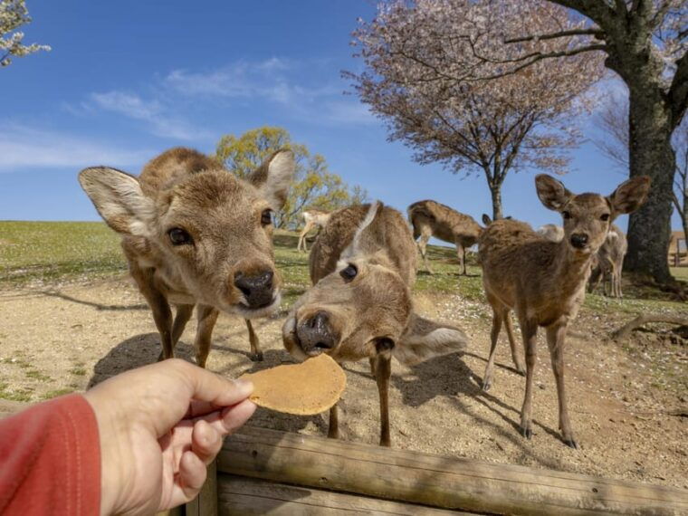 from-osaka-kyoto-kyoto-and-nara-1-day-bus-tour