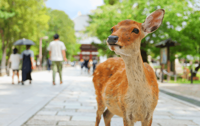 from-osaka-kyoto-kyoto-nara-day-trip-with-lunch