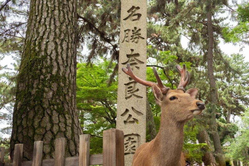 from-osaka-kyoto-nara-1-day-bus-tour