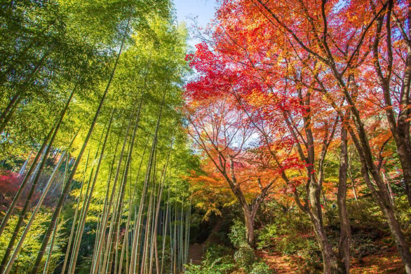 From Osaka: Kyoto & Nara Highlights Day Tour (7 attractions) - Final Thoughts