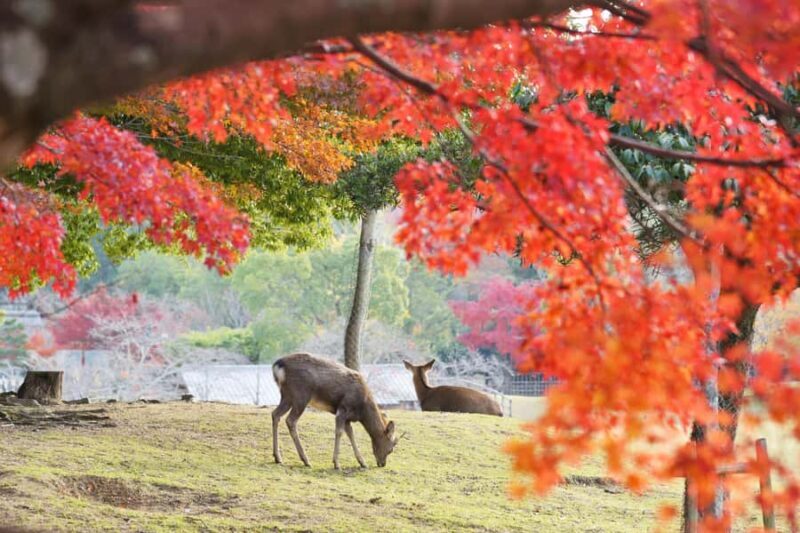 From Osaka/Kyoto: Nara & Kyoto Day Trip - Temples & Deer - Final Thoughts