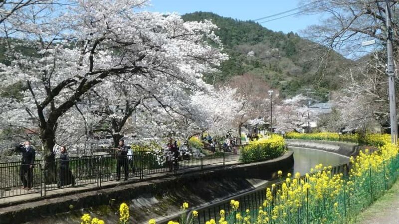 From Osaka: Kyoto Temples, Shrines & Cherry Blossom Day Trip - Key Points