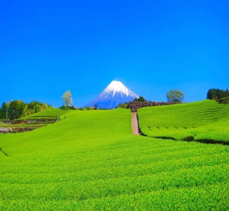From Osaka: Mount Fuji Private Scenic Tour with Hotel Pickup - Key Points
