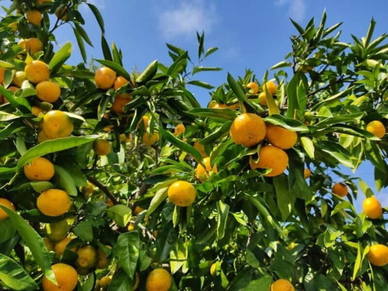 From Osaka: Mt. Koya Autumn Leaves Tour with Fruit Picking - Is This Tour Right for You?