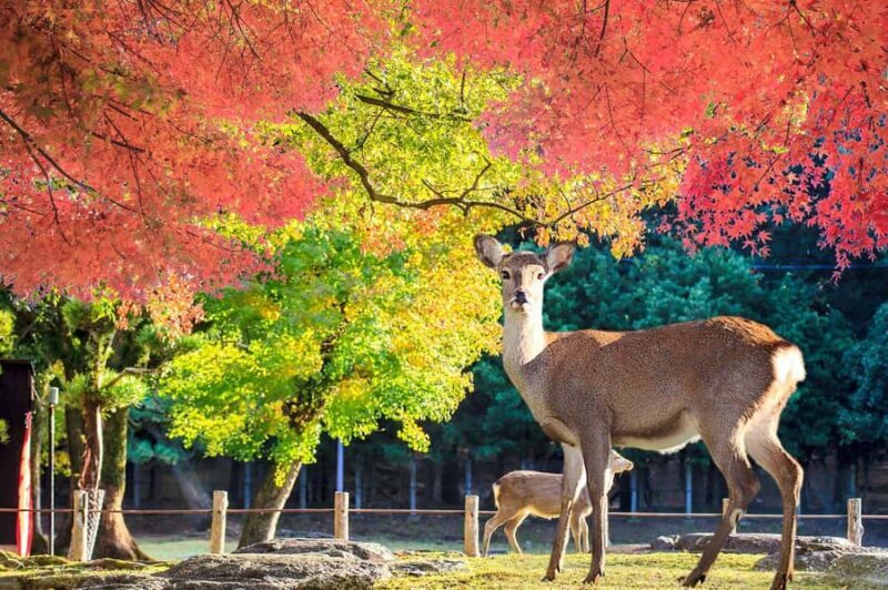 From Osaka: Nara Customizable Private Day Tour - Exploring Nara Park and Beyond