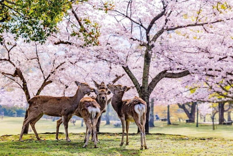 From Osaka: Nara Deer & Kyoto Kiyomizudera Sightseeing Tour - Transportation and Timing