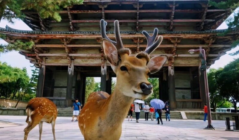 From Osaka: Nara Deer & Kyoto Kiyomizudera Sightseeing Tour - FAQ