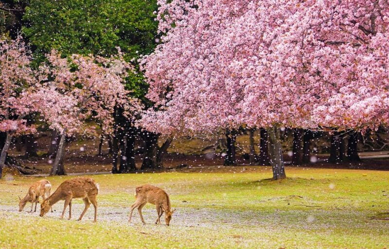from-osaka-nara-uji-matcha-experience-and-hot-spring-tour