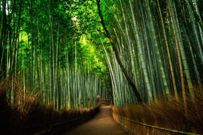 from-osaka-to-kyoto-arashiyama-bamboo-forest-tour