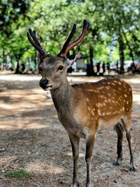 From OsakaOsaka with Nara Private Day Trip with Pickup - The Sum Up: Who Will Love This Tour?