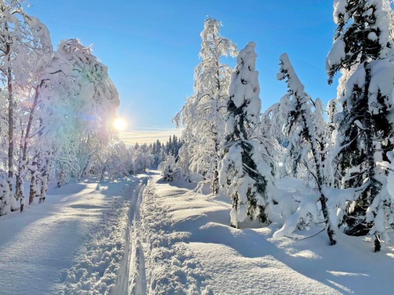 from-oslo-oslomarka-forest-guided-snowshoeing-tour