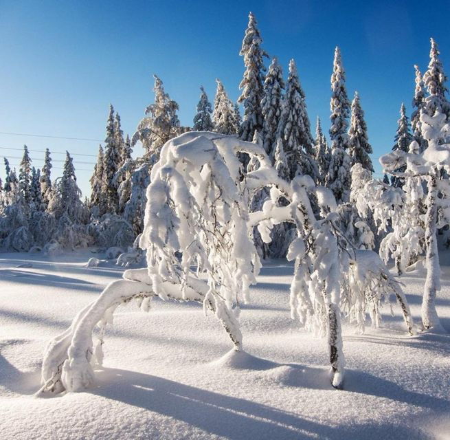 from-oslo-oslomarka-forest-guided-snowshoeing-tour
