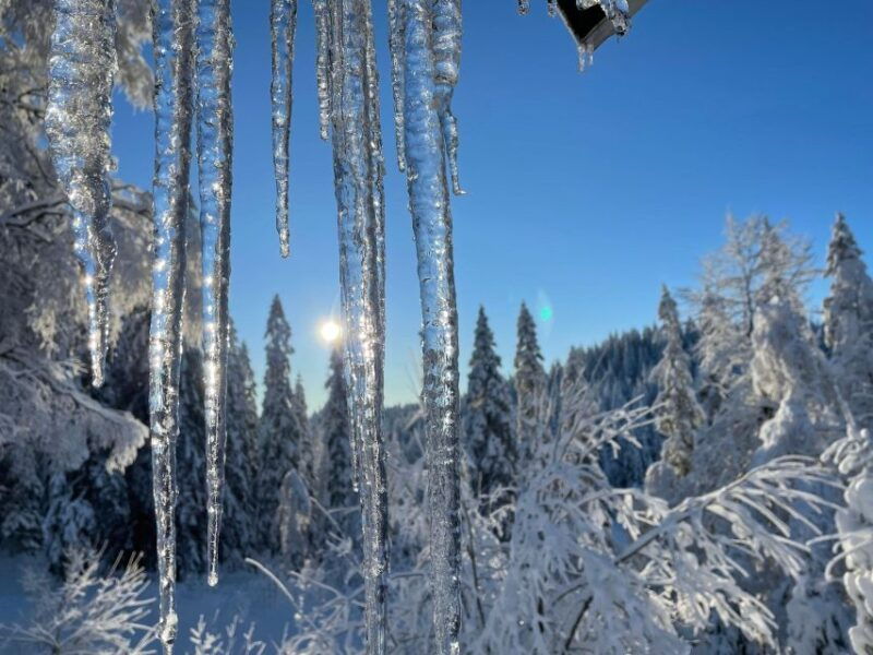 from-oslo-oslomarka-forest-guided-snowshoeing-tour