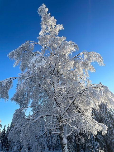 from-oslo-oslomarka-forest-guided-snowshoeing-tour